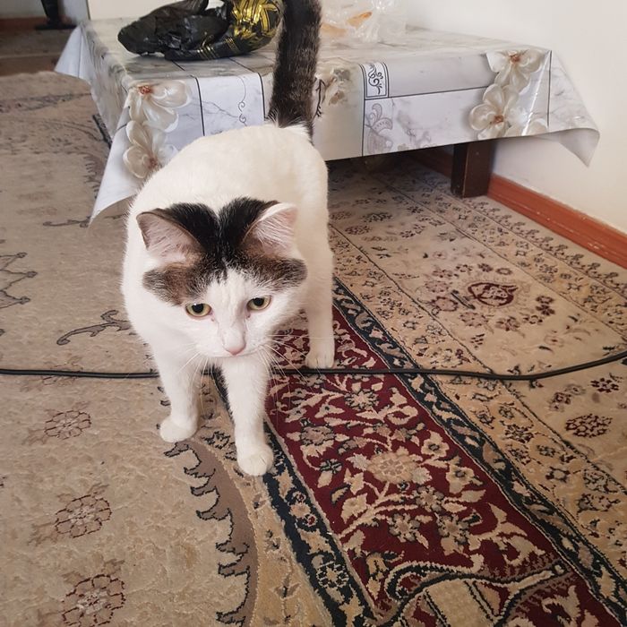 Кошка в хорошие руки