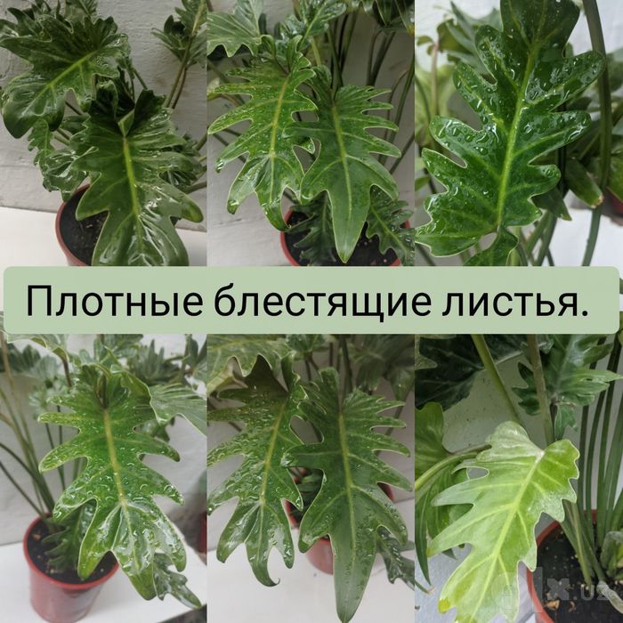 Филодендрон Ксанаду. Экзотические цветы для дома и офиса.