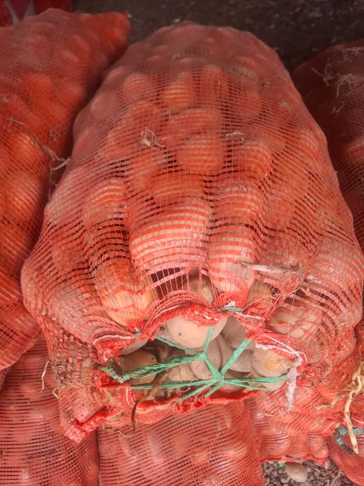 Семена картофеля