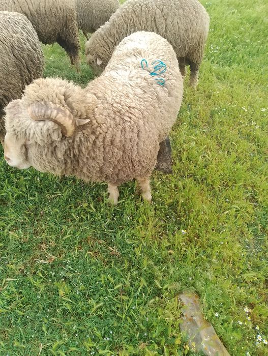 Berbeci Miori de vînzare..