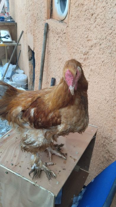 Куры петухи яйца