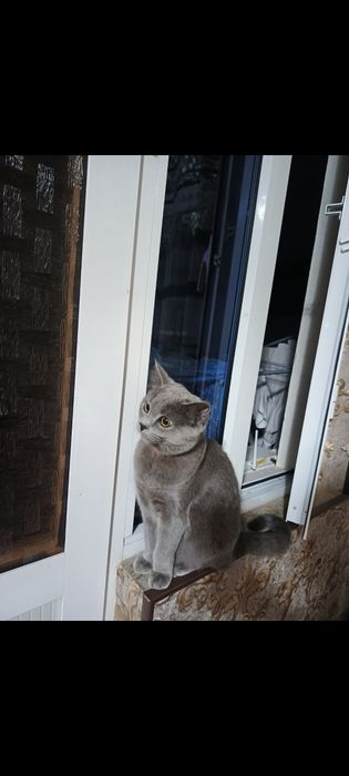 Кошка паслушни биритански