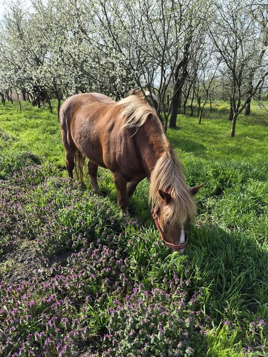 De vânzare iapa 10 ani