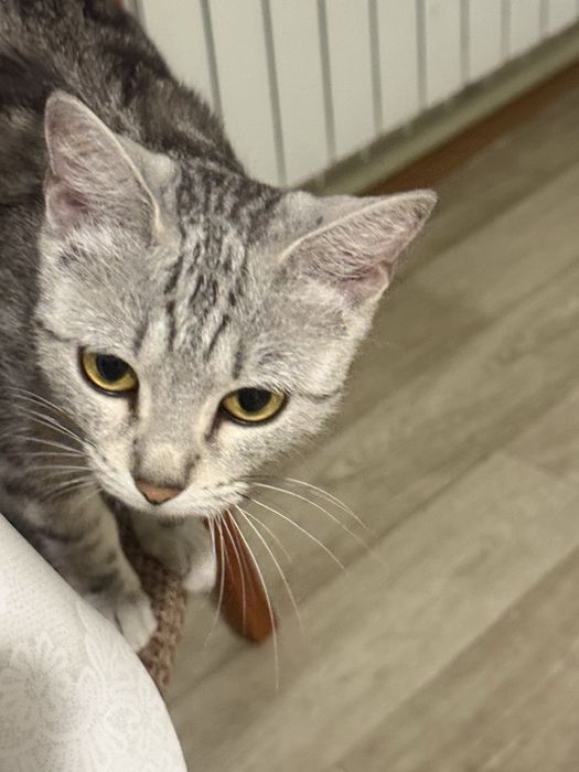 Кошечка для души