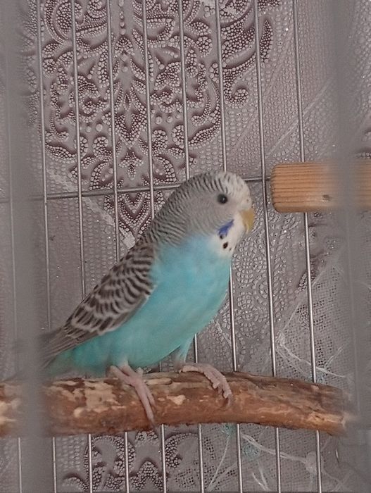 Продам папугаев волнистых