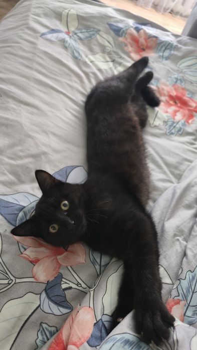 Отдам котят в хорошие руки