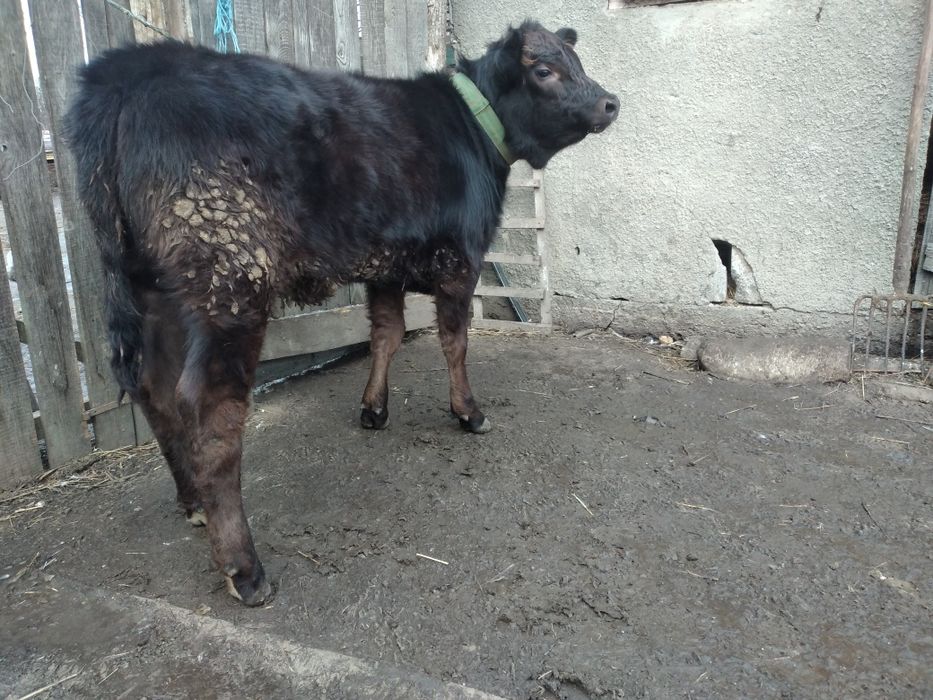 Vitea angus de crescut