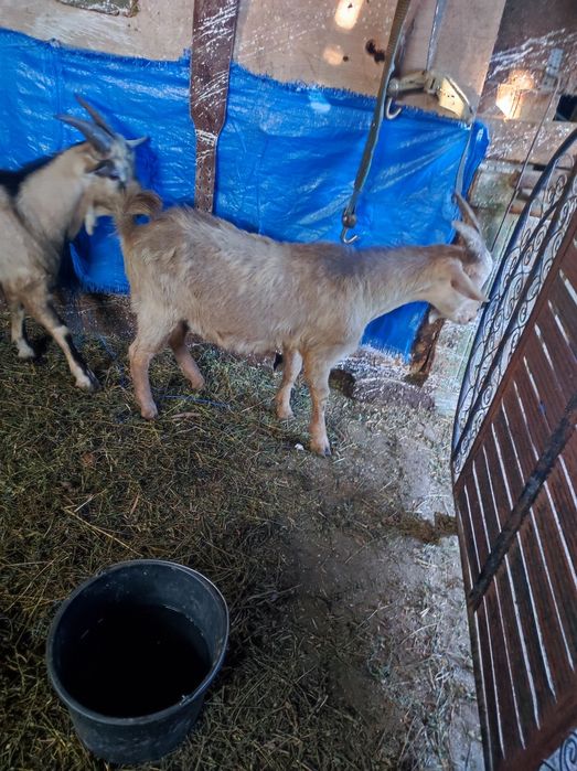 Vând schimb doi țapi din mama saanen și tată anglonubian