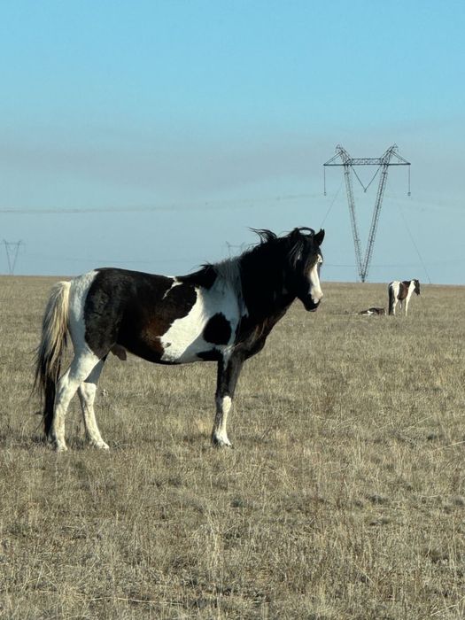 Продается жеребец/айгыр