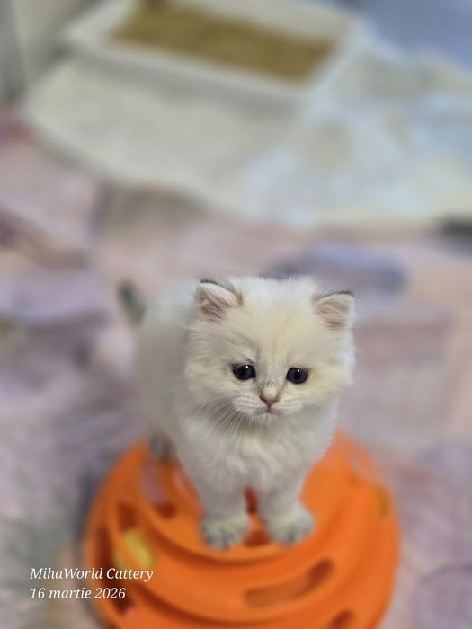 Pui pisica british longhair