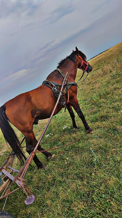 De vanzare cal de lucru pt casa