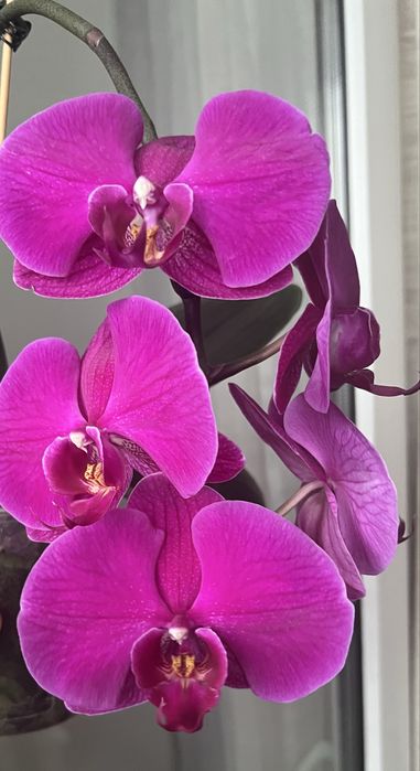 Фаленопсисы адаптированные взрослые