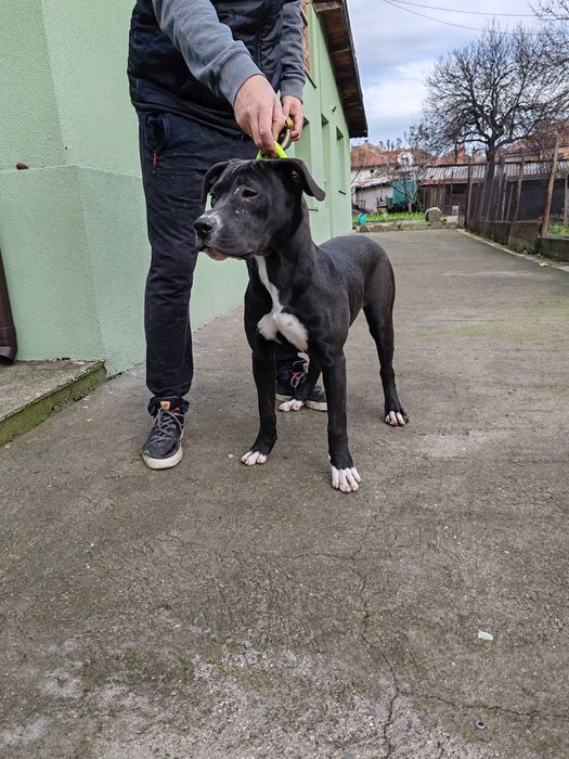 Дого аржентино/преса канарио