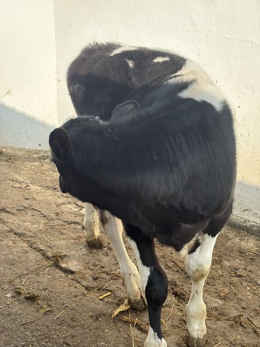 Vitel de vanzare 3luni jumatate