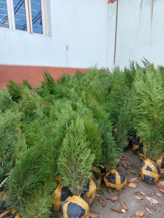 Арча туя Можжевельник. Голубой ел. Шамшод кустарниклар сотилади.