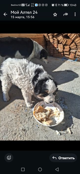 Отдам   щенка (кабель).