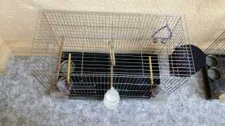 Голям кафез за птички