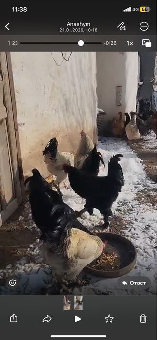 Қораздар бар пародасы жаксы !