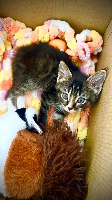 Воспитанный малыш