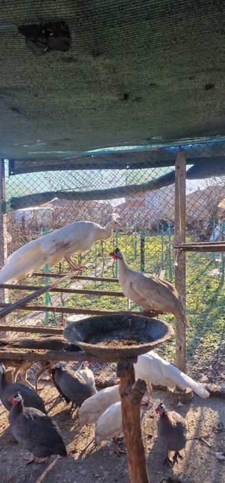 Продавам Пауни, Морски кокошки, Гълъби и Зайци