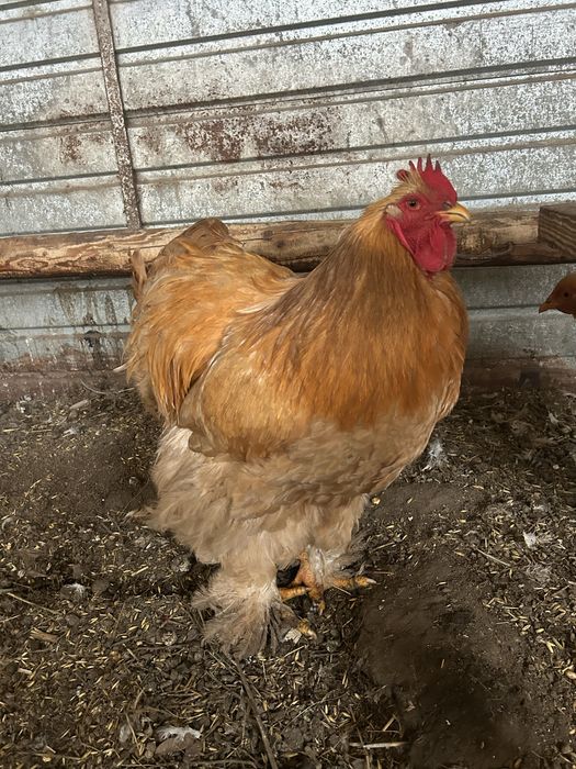 Cocos cochinchina galben urias