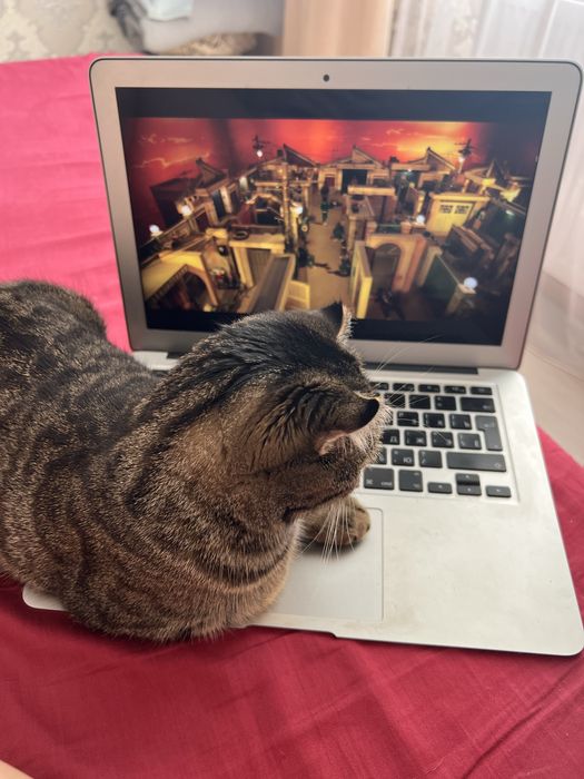 Отдам кошку в хорошие руки