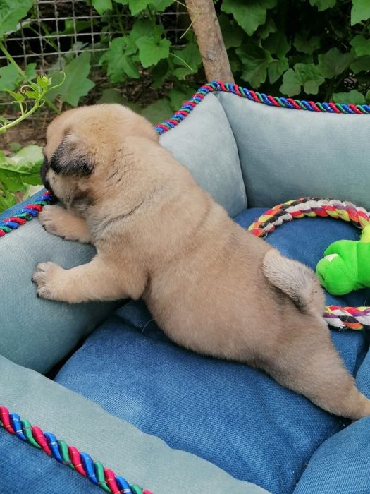 Мопсики с документами