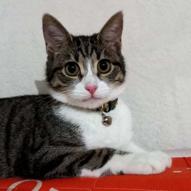 Мушукчалар срочно сотилади