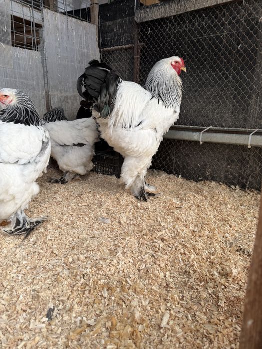 Preiau comenzi oua brahma