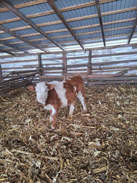 Doi taurași de vânzare