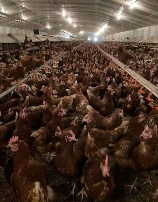 Găini roși ouătoare