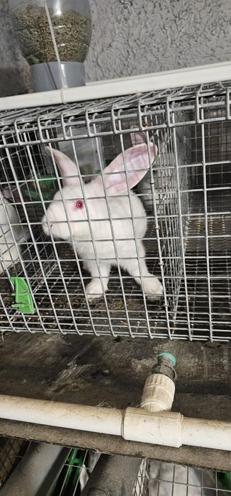 Vand iepuri Hycole francez si Panon alb, varsta 4-6 saptamani - 3 luni