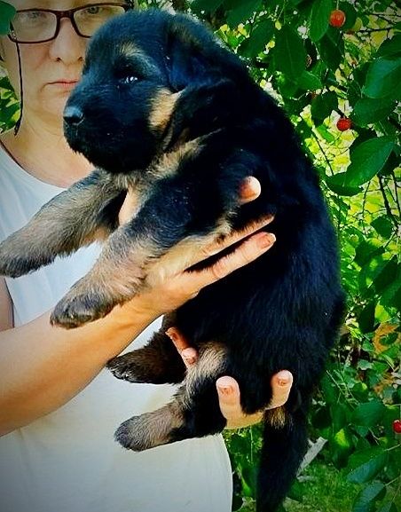 Щенки немецкой овчарки