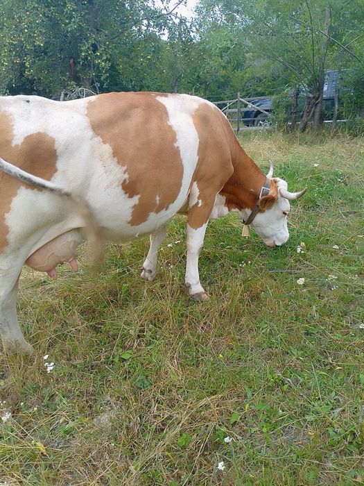 Vând vaca de 7 ani