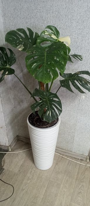 Монстера тайское созвездие