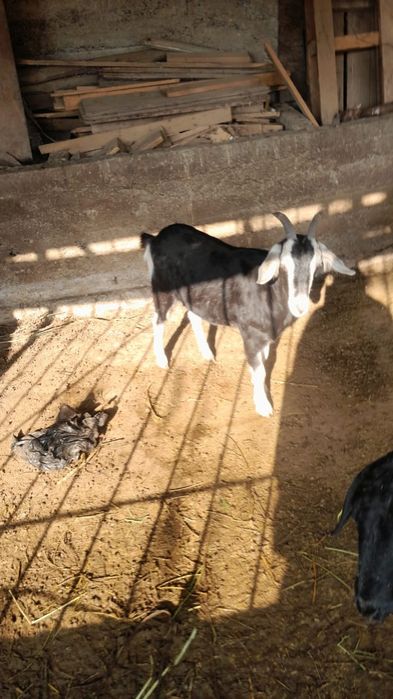 козы продается ешкі сатылады