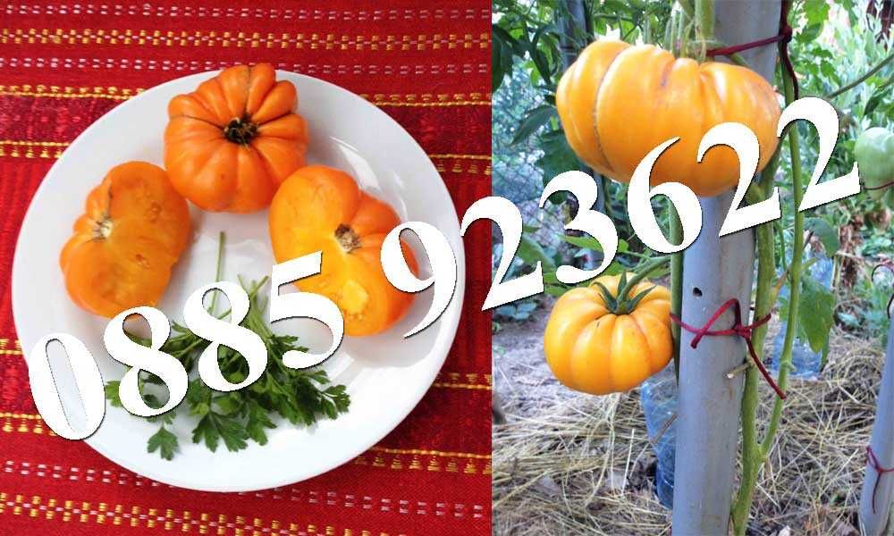 100+ Био Семена Селски Сортове Домат Краставици Тютюн Люти Чушки +ДАР