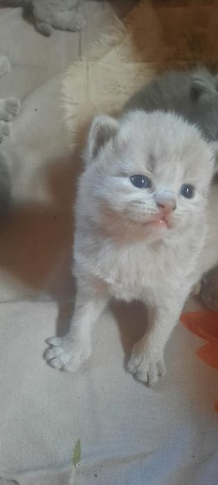 Вязка кот британец