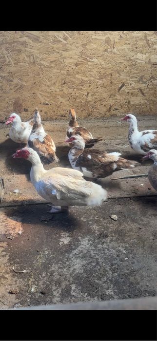 Продам индоуток хорошие