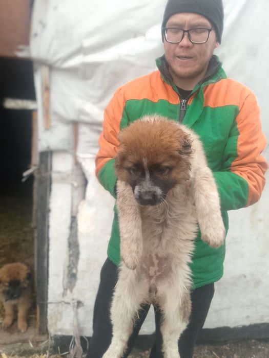 Продам щенков девочки