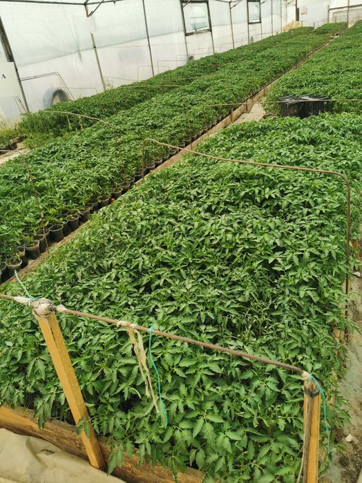 Продавам разсад домати и краставици!