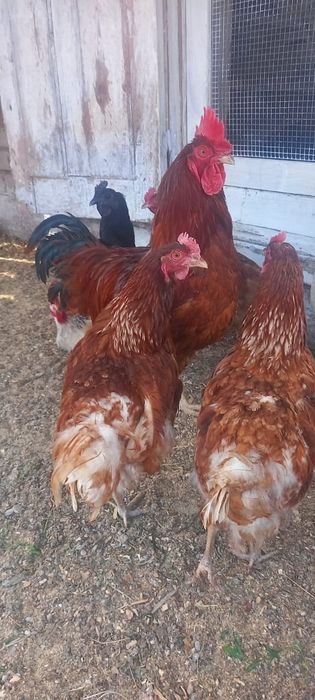 Продам курей в количестве 5 штук