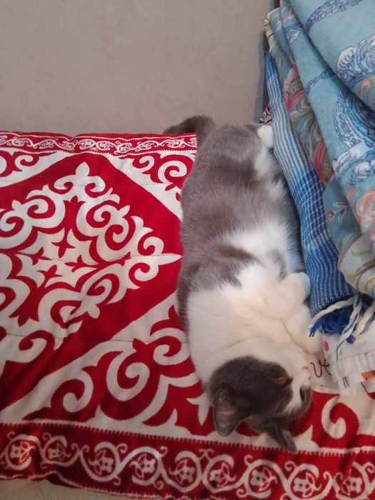 Отдам кота со всеми вещами его/ее