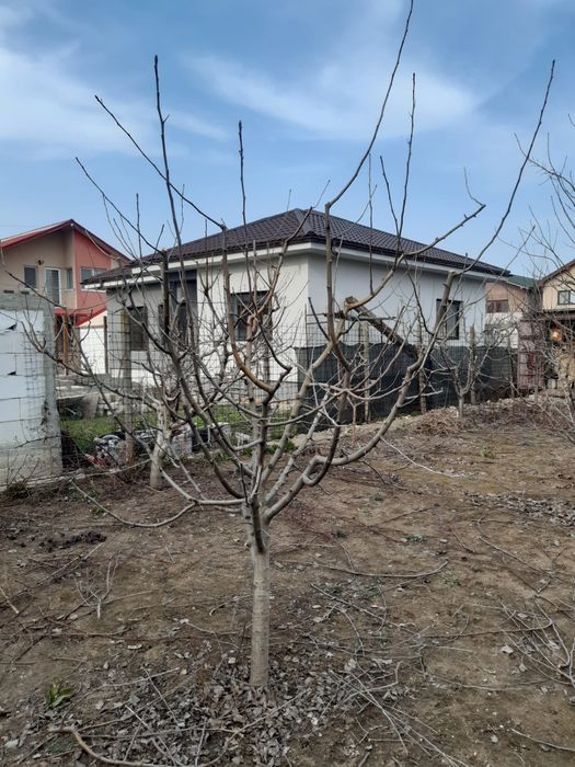 Tăiere pomi fructiferi și trandafiri.