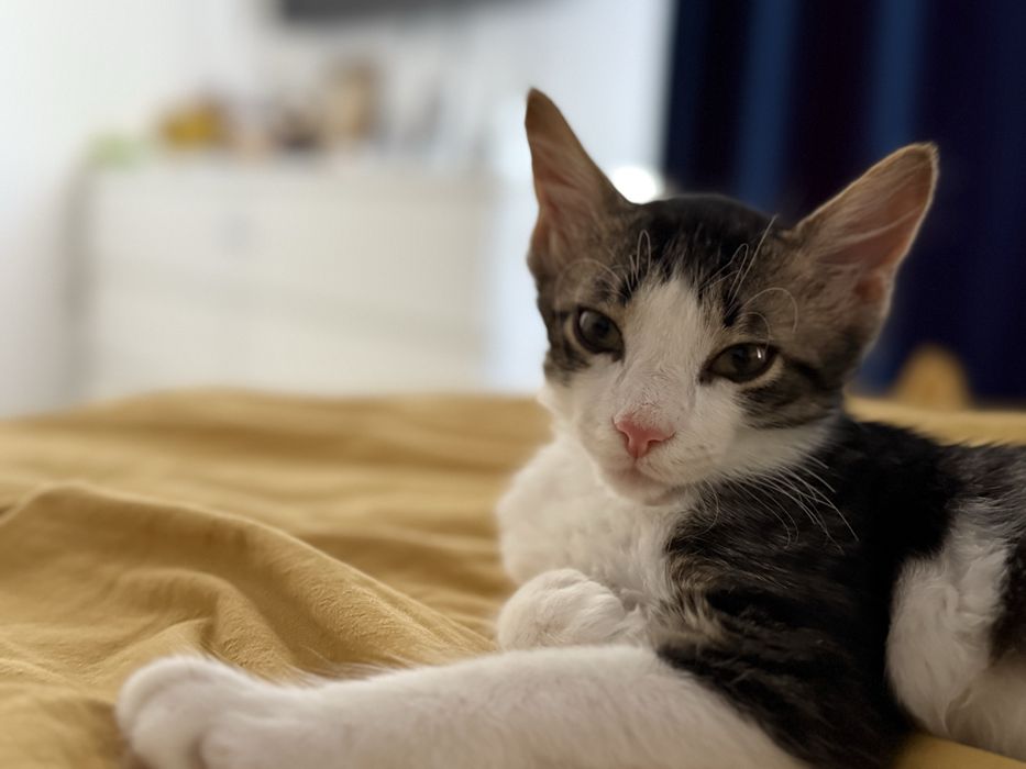 pisica adoptie motan