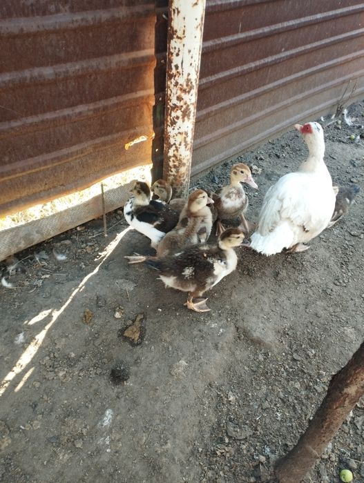 Продам индоутят и индюшат