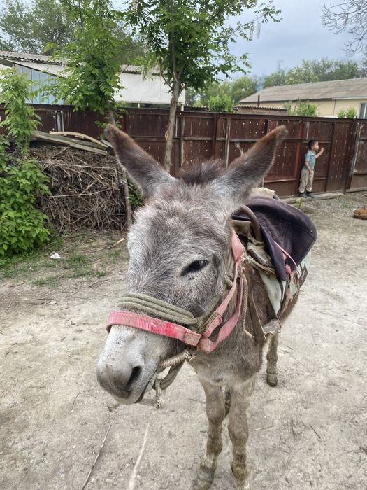 Ешек сатылады саудасы бар
