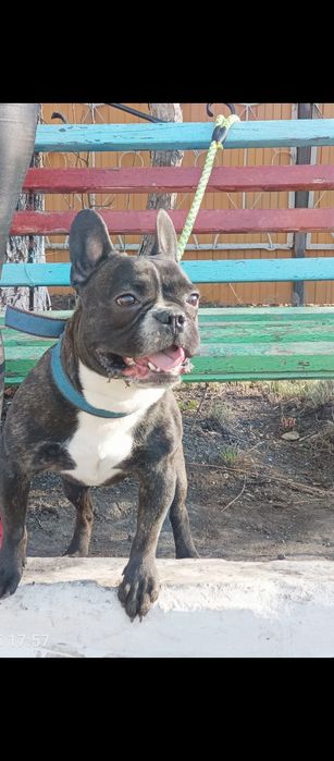 Вязка!!!Жених французик ищет невесту