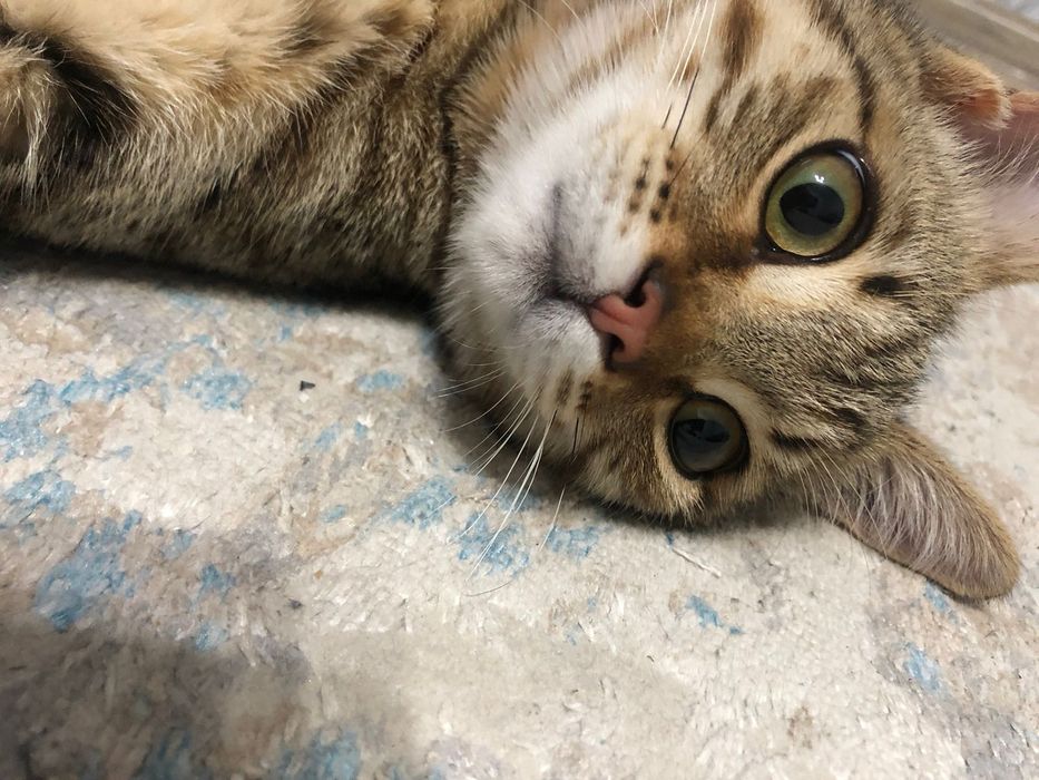 Отдам котенка мальчик