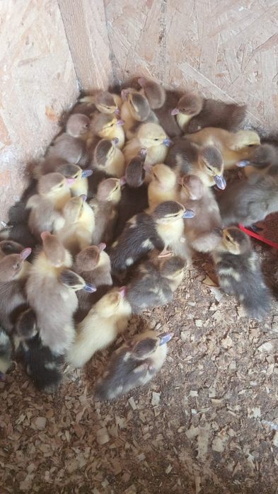 Disponibili  boboci  de rata